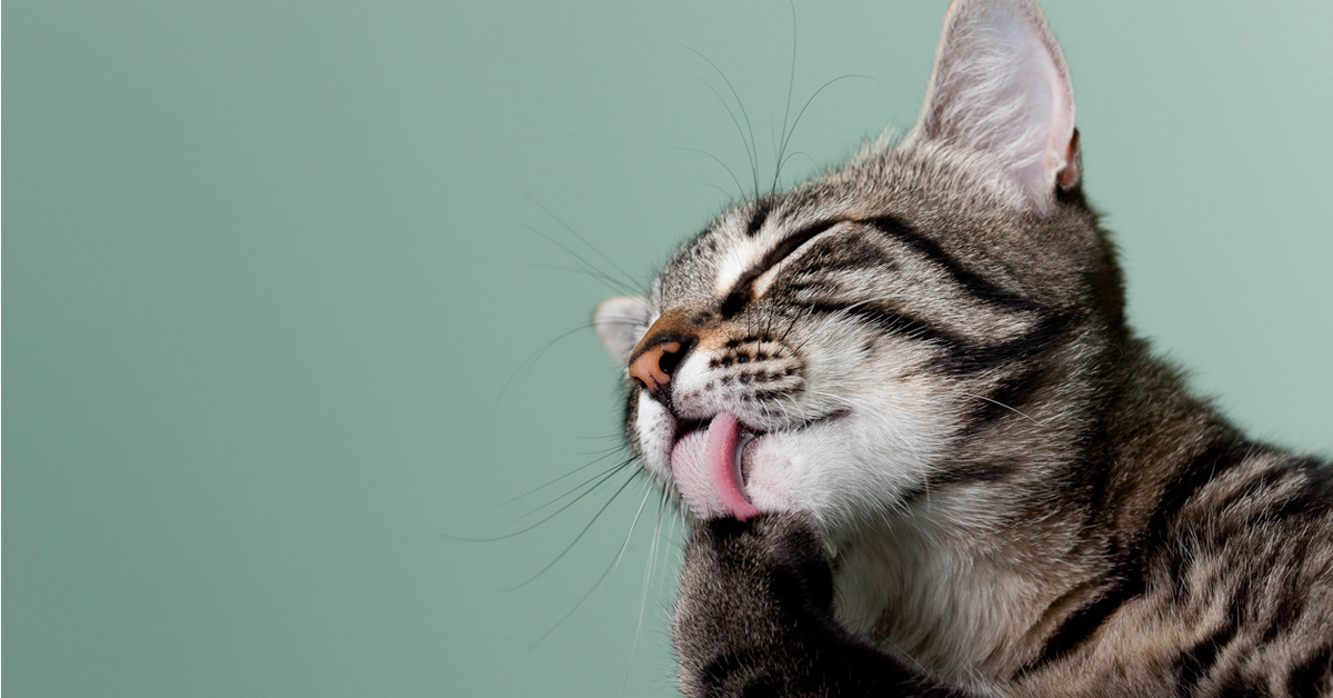 貓咪春天換毛對策大全！