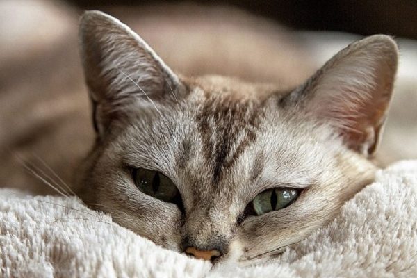 紓緩貓咪緊張大法