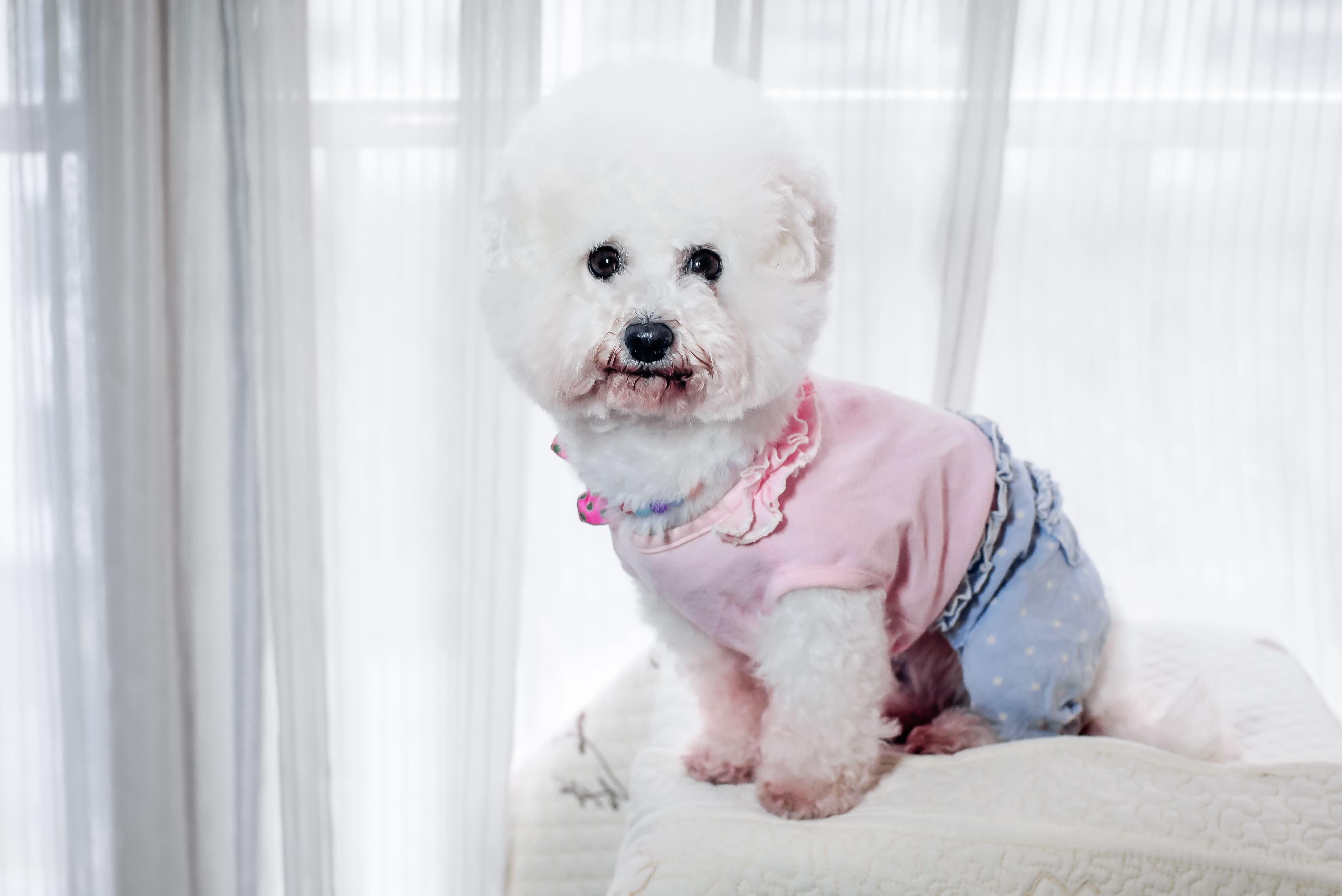 如何訓練狗狗獨留在家