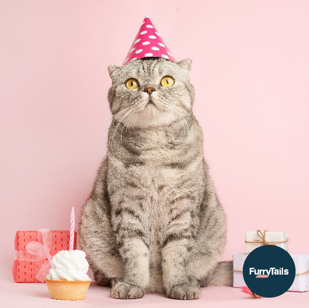 毛孩生日也要吃得滋味