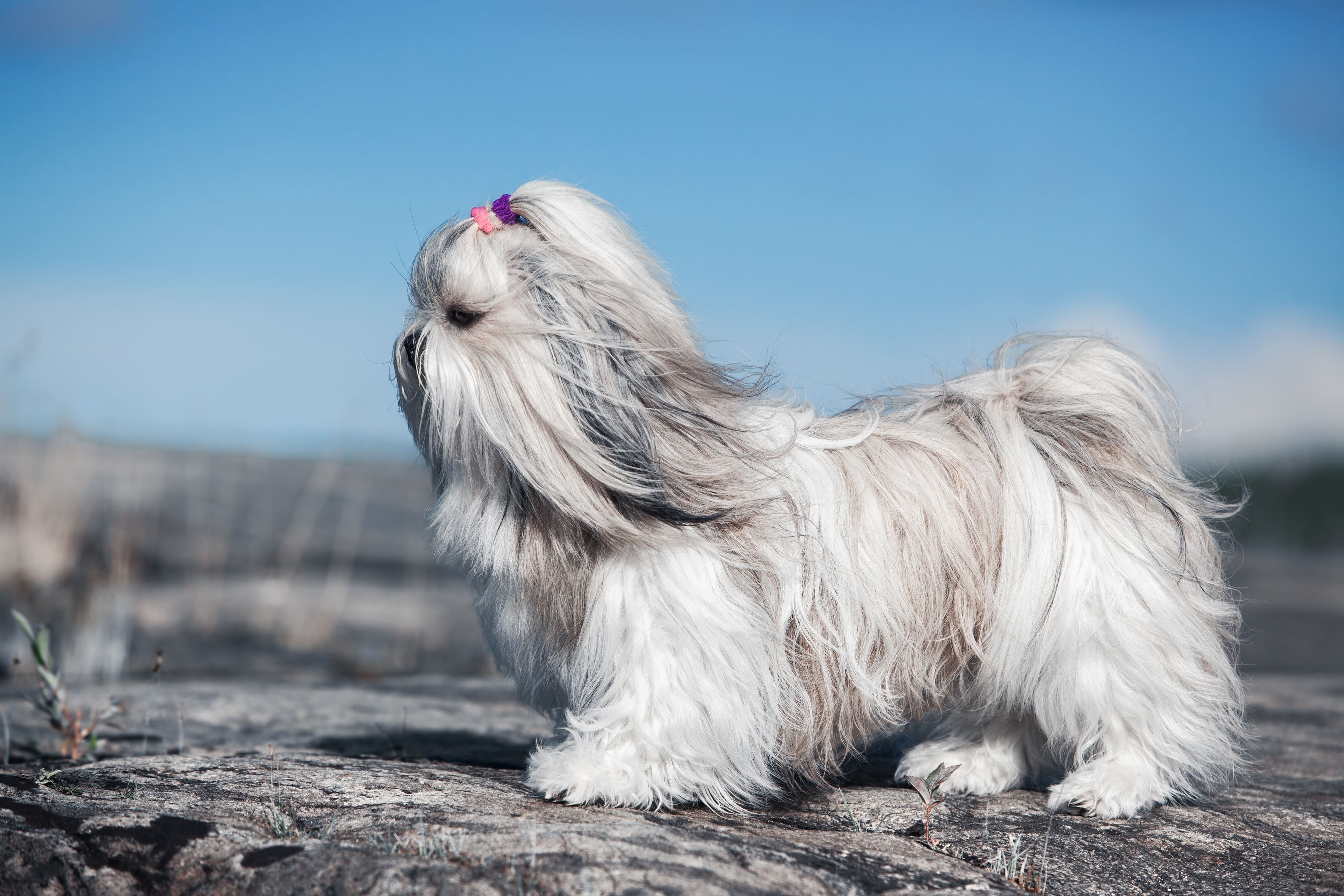 別讓寄生蟲危害狗狗健康