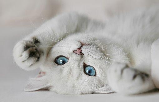 萬事俱備只欠一貓！