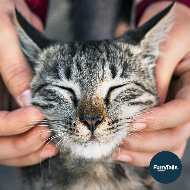 想當貓奴卻貓毛過敏？