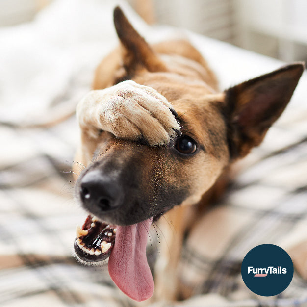 睇寵物醫生有咩要注意