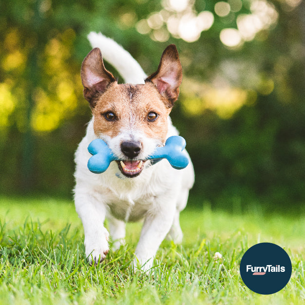 帶狗狗行山好去處