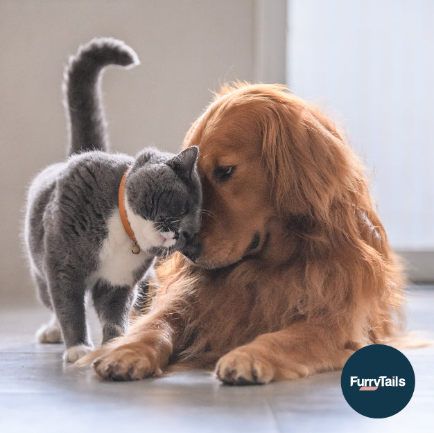 養寵物前要想清楚