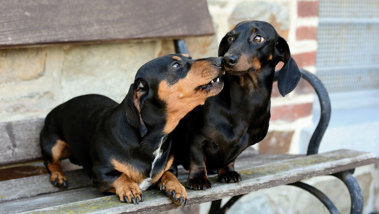 狗狗春天發情期