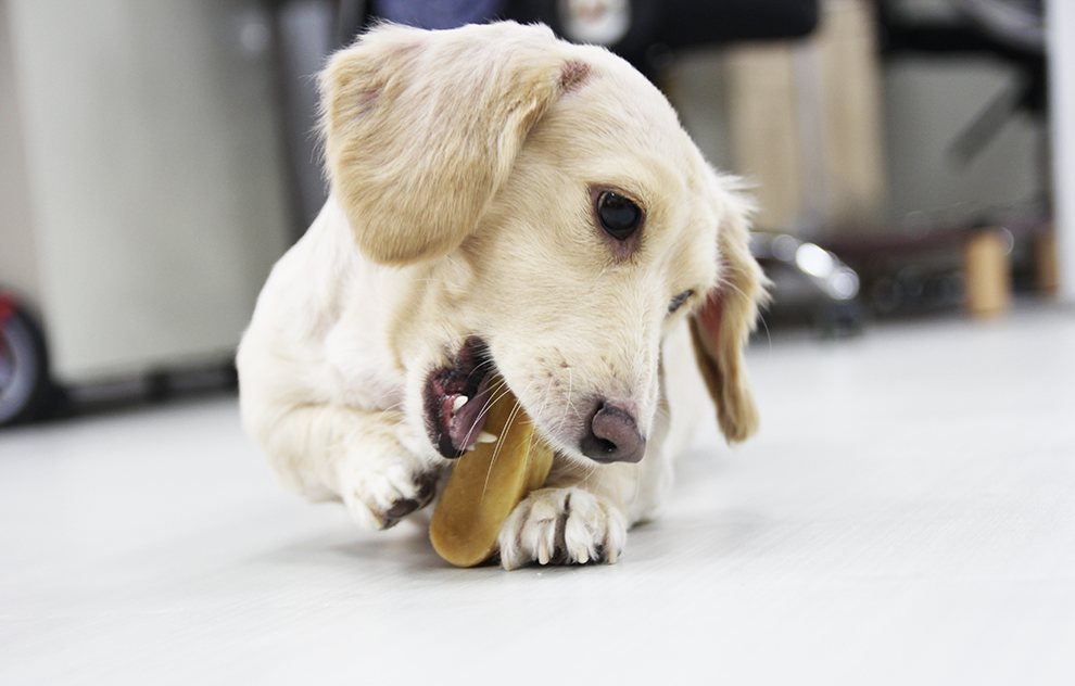汪喵星球 - 汪喵氂牛乳酪棒棒