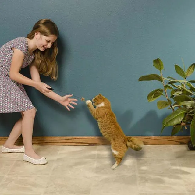 Cat Dancer - Pro Model 貓咪跳舞棒-專業版