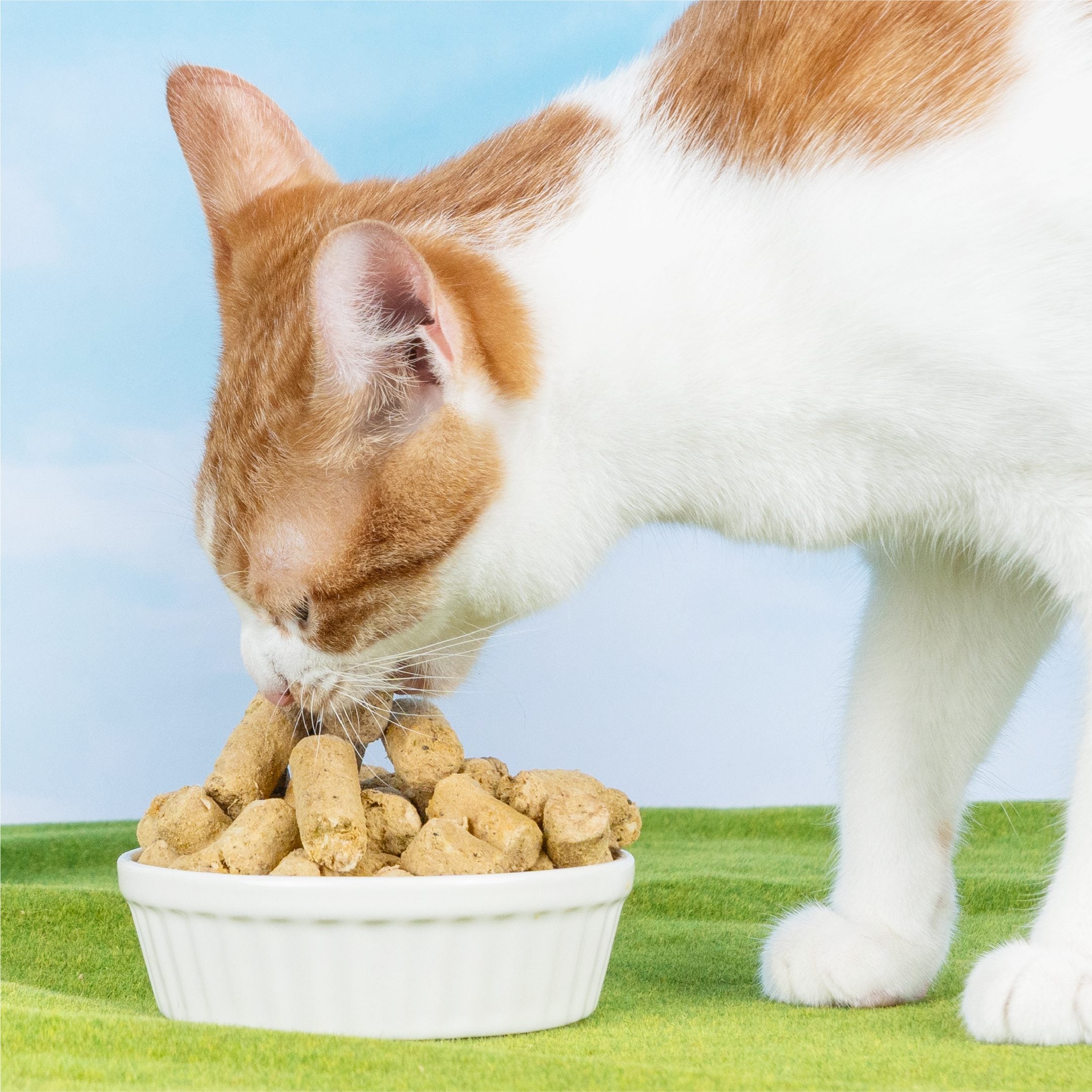 汪喵星球 - 紐西蘭進口貓用脫水生肉糧（小袋 80g／大袋 500g）