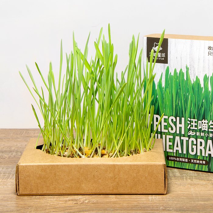 汪喵星球 - 貓草新鮮栽培盒