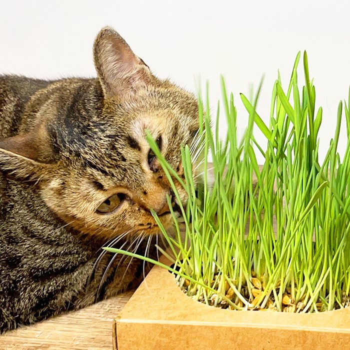 汪喵星球 - 貓草新鮮栽培盒