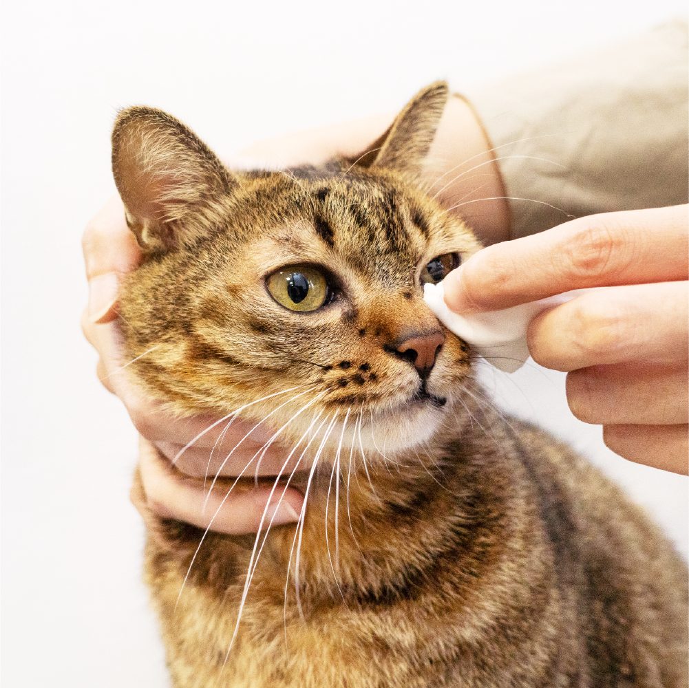 汪喵星球 - 汪喵濕式衛生紙（46 抽 & 12 抽）