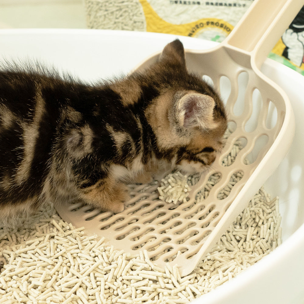 汪喵星球 - 益生菌消臭豆腐砂（迷迭條型／原味條型／米粒型）