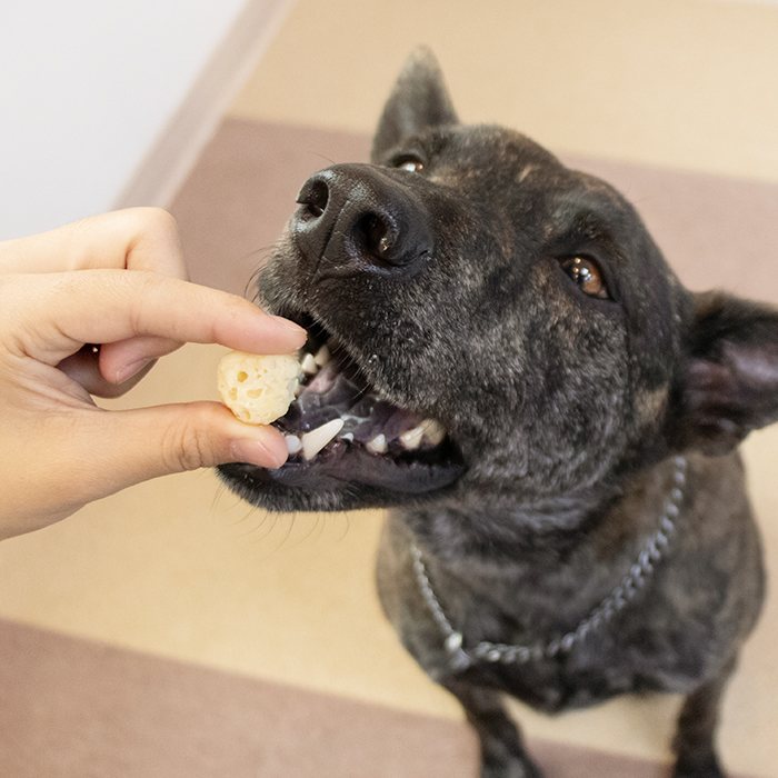 汪喵星球 - 天然起司球