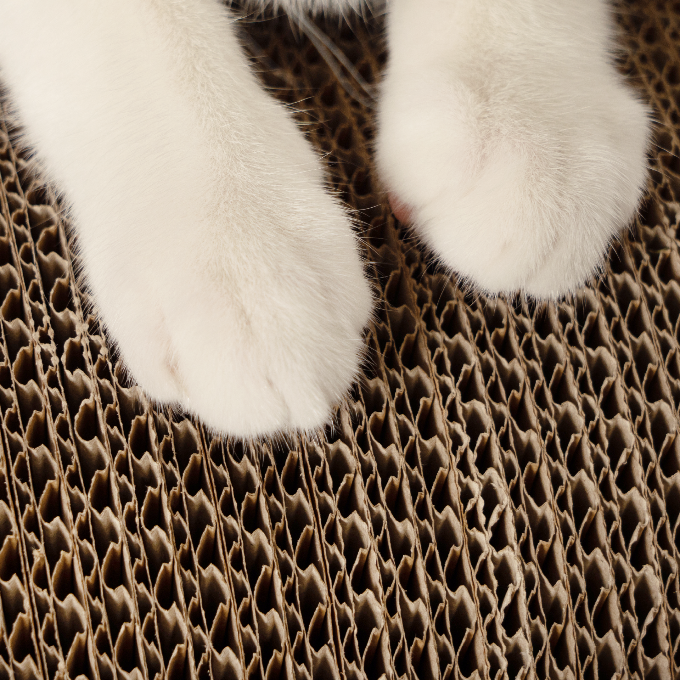 汪喵星球 - 汪喵經典 8 字型貓抓板（小／大）