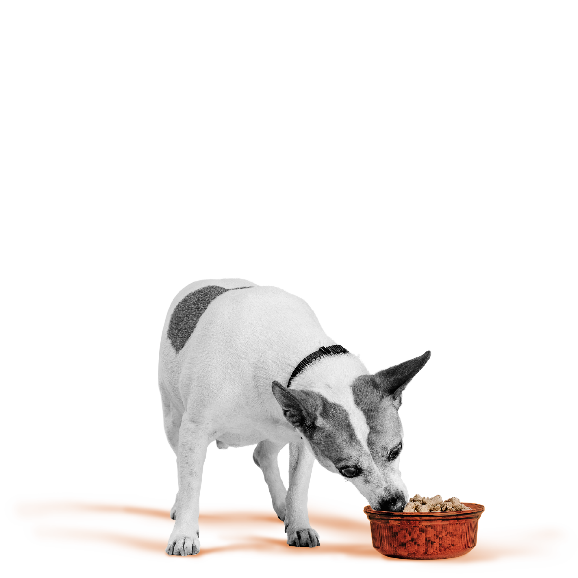 BIXBI - 冷凍脫水鮮肉狗糧系列（牛肉／三文魚及雞肉／鴨肉／雞肉／火雞／羊肉）