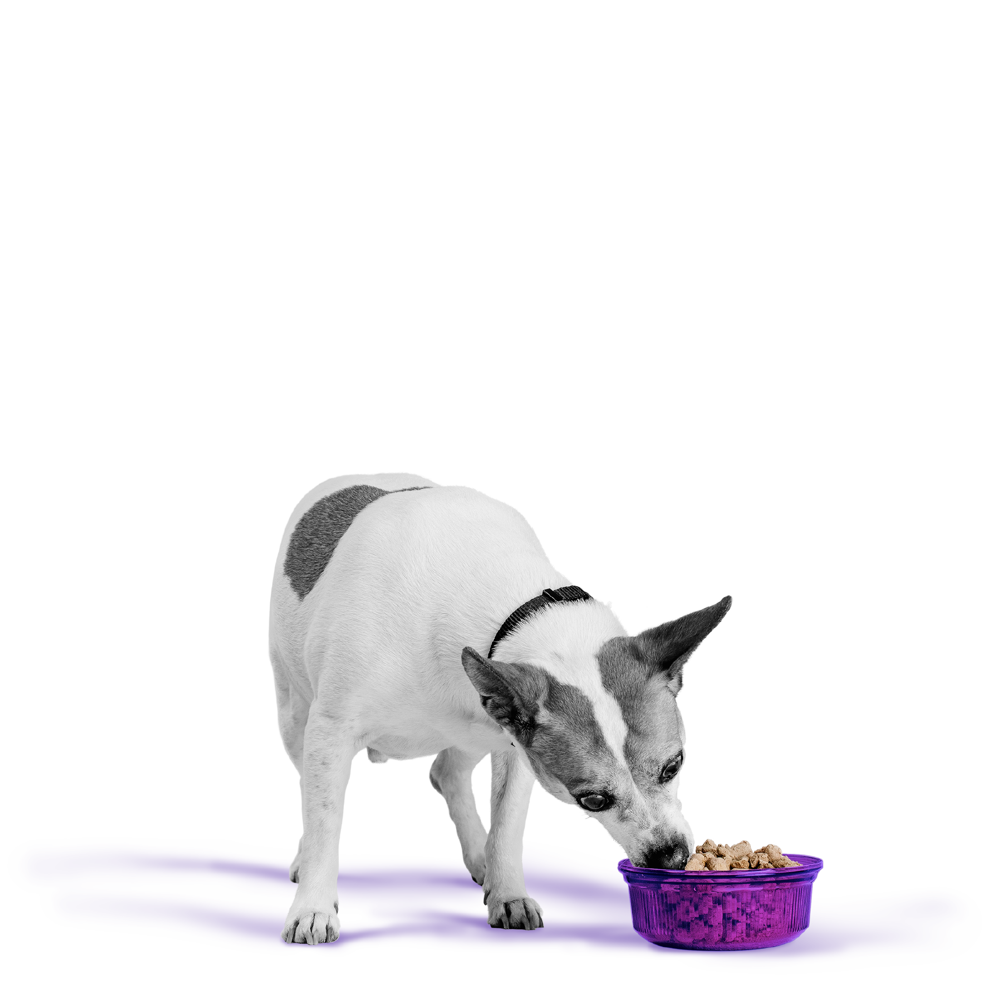 BIXBI - 冷凍脫水鮮肉狗糧系列（牛肉／三文魚及雞肉／鴨肉／雞肉／火雞／羊肉）