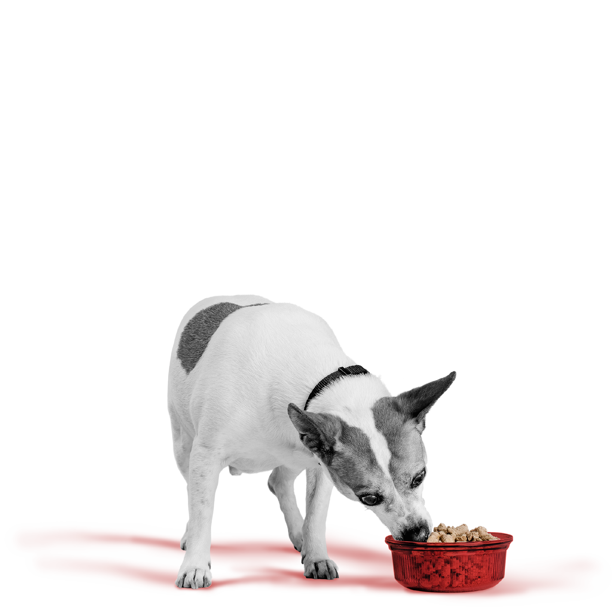 BIXBI - 冷凍脫水鮮肉狗糧系列（牛肉／三文魚及雞肉／鴨肉／雞肉／火雞／羊肉）