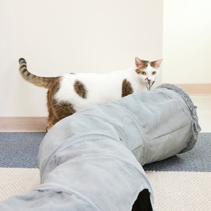 汪喵星球 - S型靜音貓隧道（可折疊）