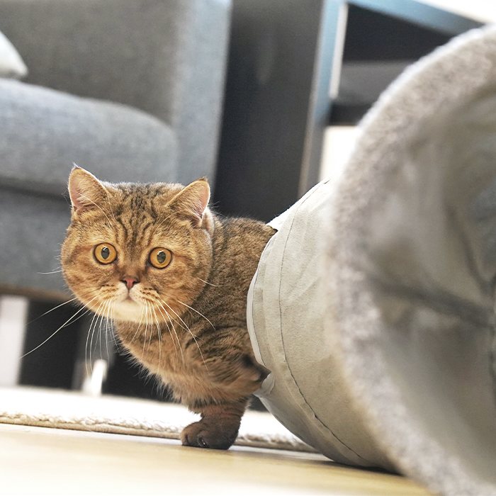 汪喵星球 - S型靜音貓隧道（可折疊）